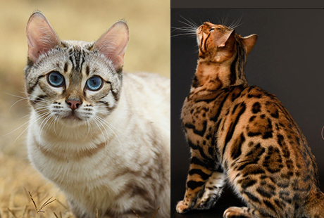 bengal kittens for sale near me